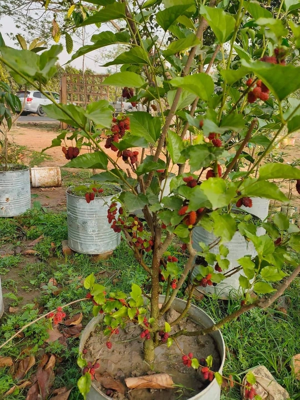 Mulberry 