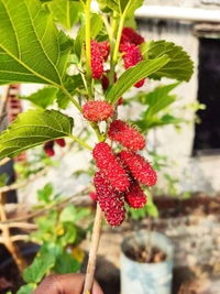 Mulberry 