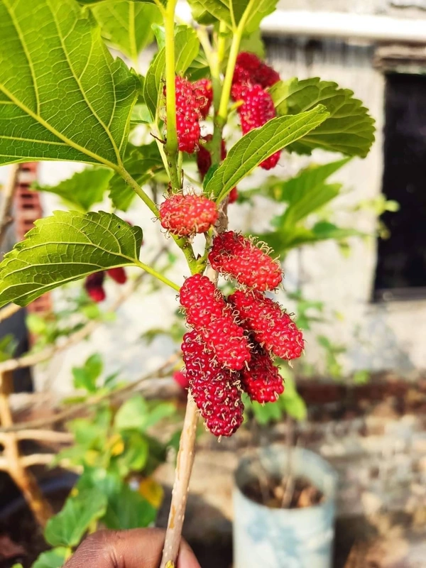 Mulberry 