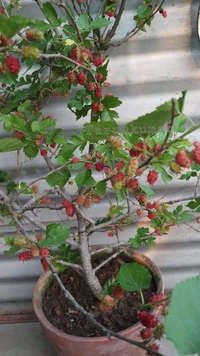 Mulberry 