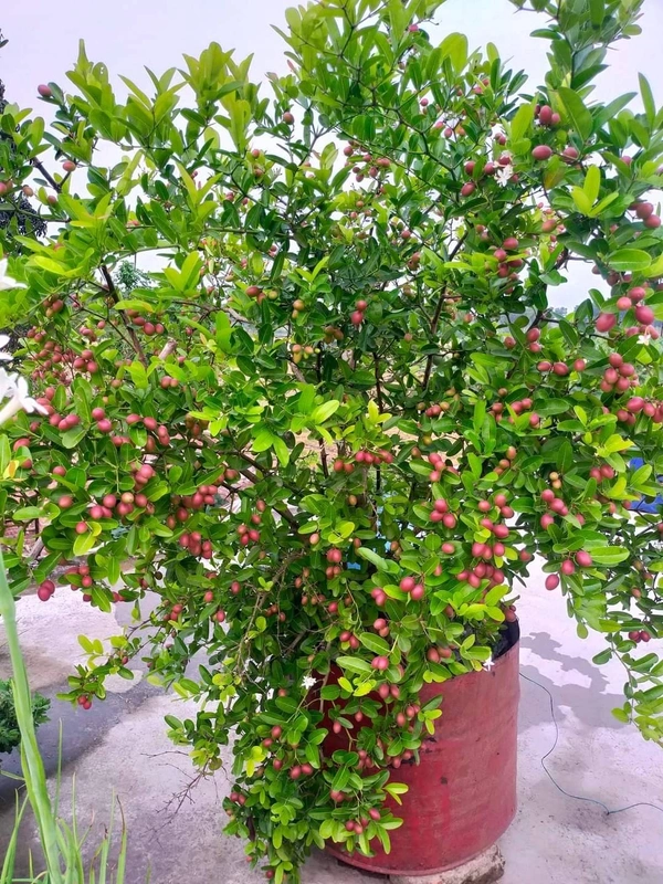 Mulberry 
