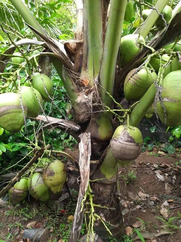 Malyasian Dwarf Hybrid Coconut 
