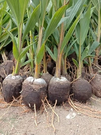 Malyasian Dwarf Hybrid Coconut 
