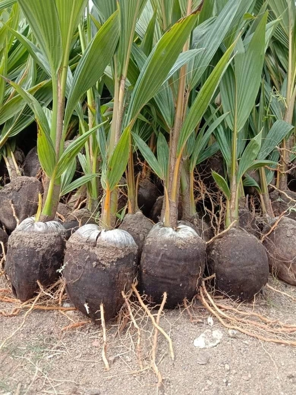 Malyasian Dwarf Hybrid Coconut 