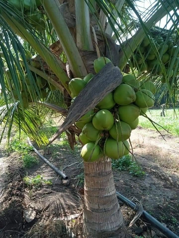Malyasian Dwarf Hybrid Coconut 