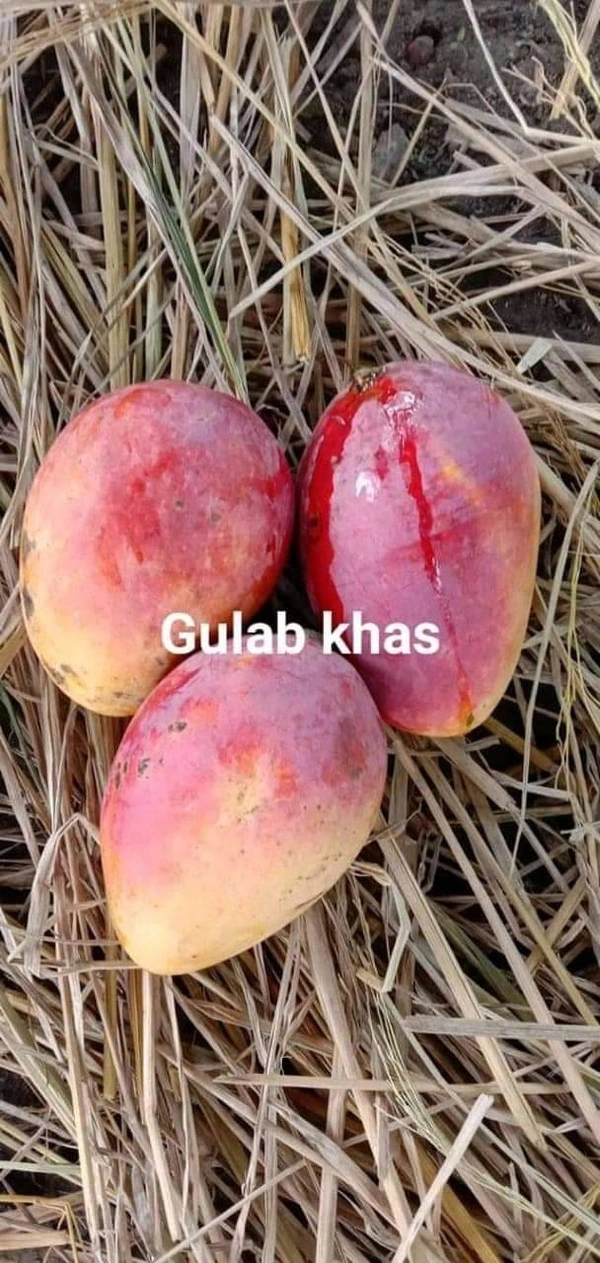 Gulab Khas Mango