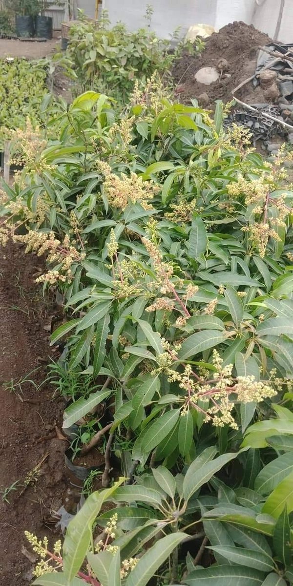Gulab Khas Mango