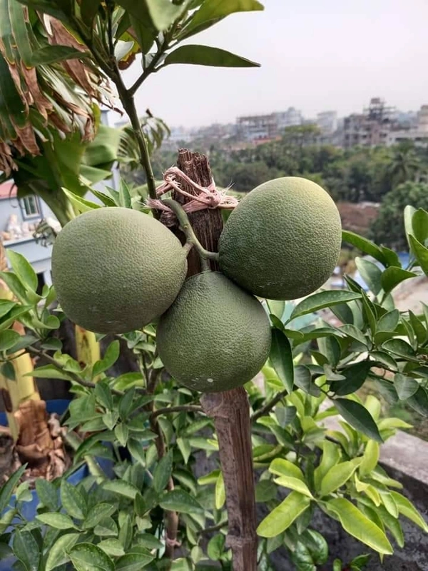 Vietnamese BAU-3 Malta (All Time)