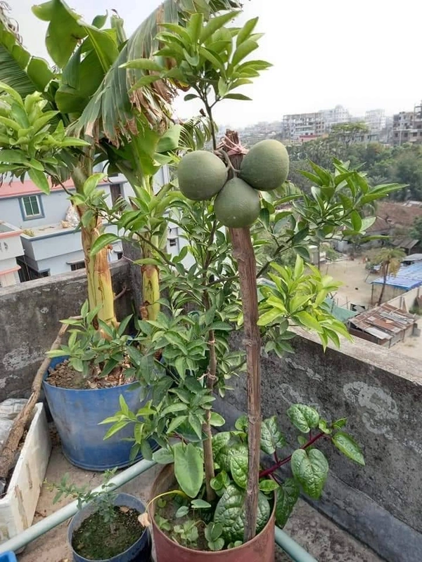Vietnamese BAU-3 Malta (All Time)