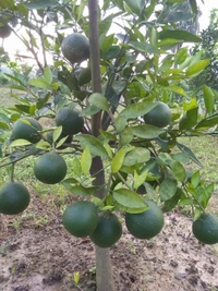 Vietnamese BAU-3 Malta (All Time)