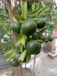 Vietnamese BAU-3 Malta (All Time)