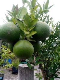 Vietnamese BAU-3 Malta (All Time)