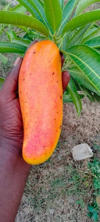Banana Mango 