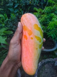 Banana Mango 