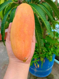Banana Mango 