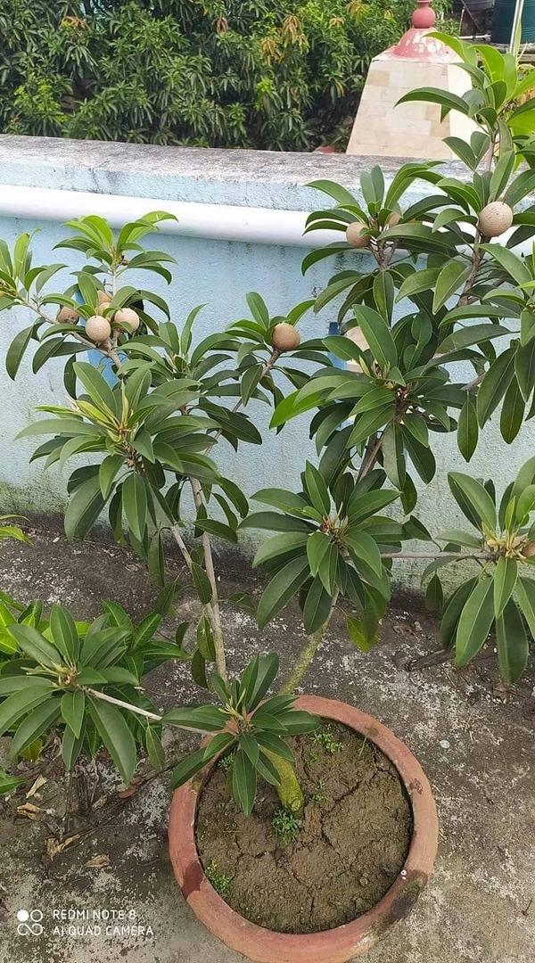 Cricket Ball Chikku