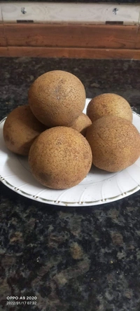 Cricket Ball Chikku