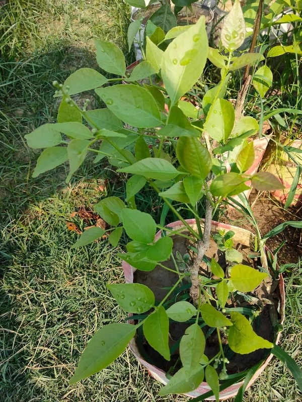 Vietnamese Dwarf Bel