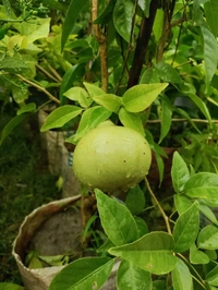 Vietnamese Dwarf Bel