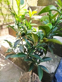 Sweet Citrus Lemon