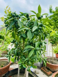 Sweet Citrus Lemon
