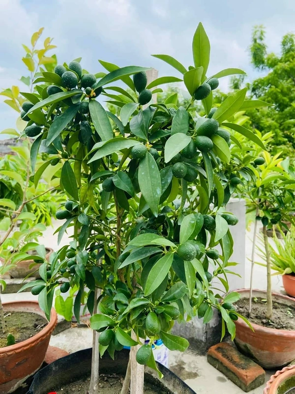 Sweet Citrus Lemon