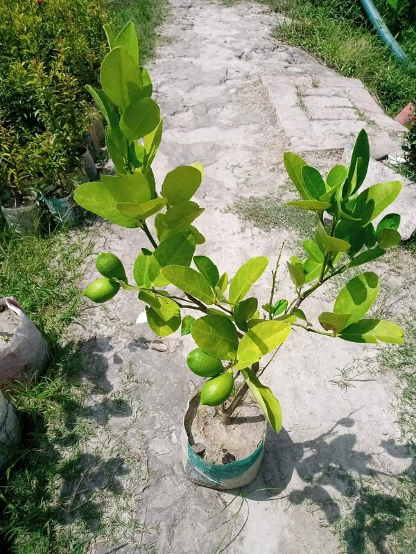 Kagzi Lemon 