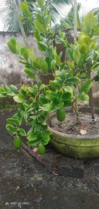 Kagzi Lemon 