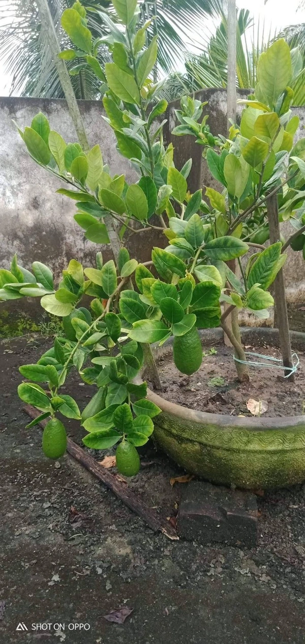 Kagzi Lemon 