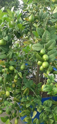 Kagzi Lemon 