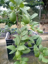 Kagzi Lemon 
