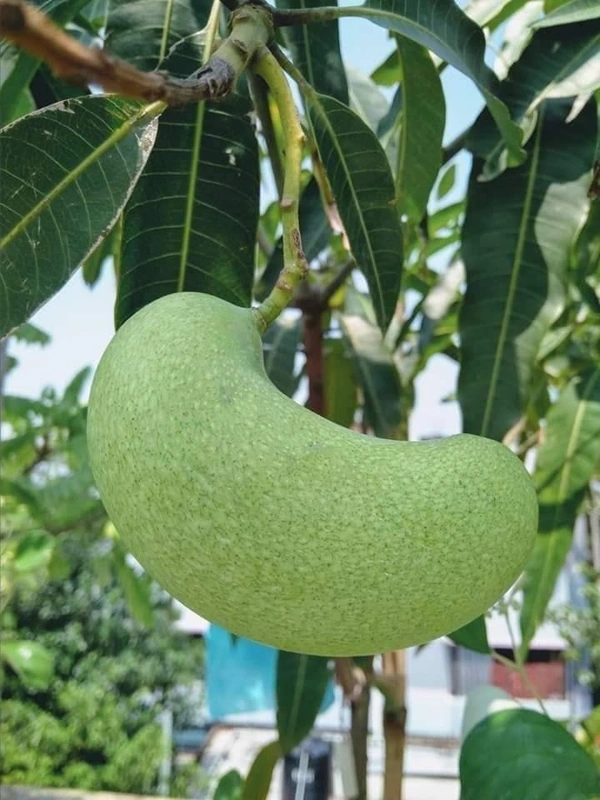 Honey Dew Mango
