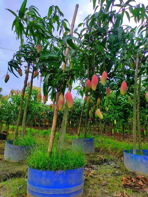 Red Ivory Mango 