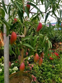 Red Ivory Mango 
