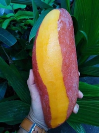 Red Ivory Mango 