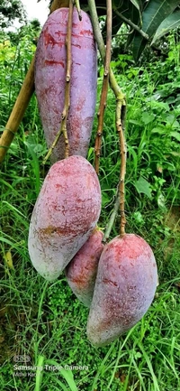 Red Ivory Mango 