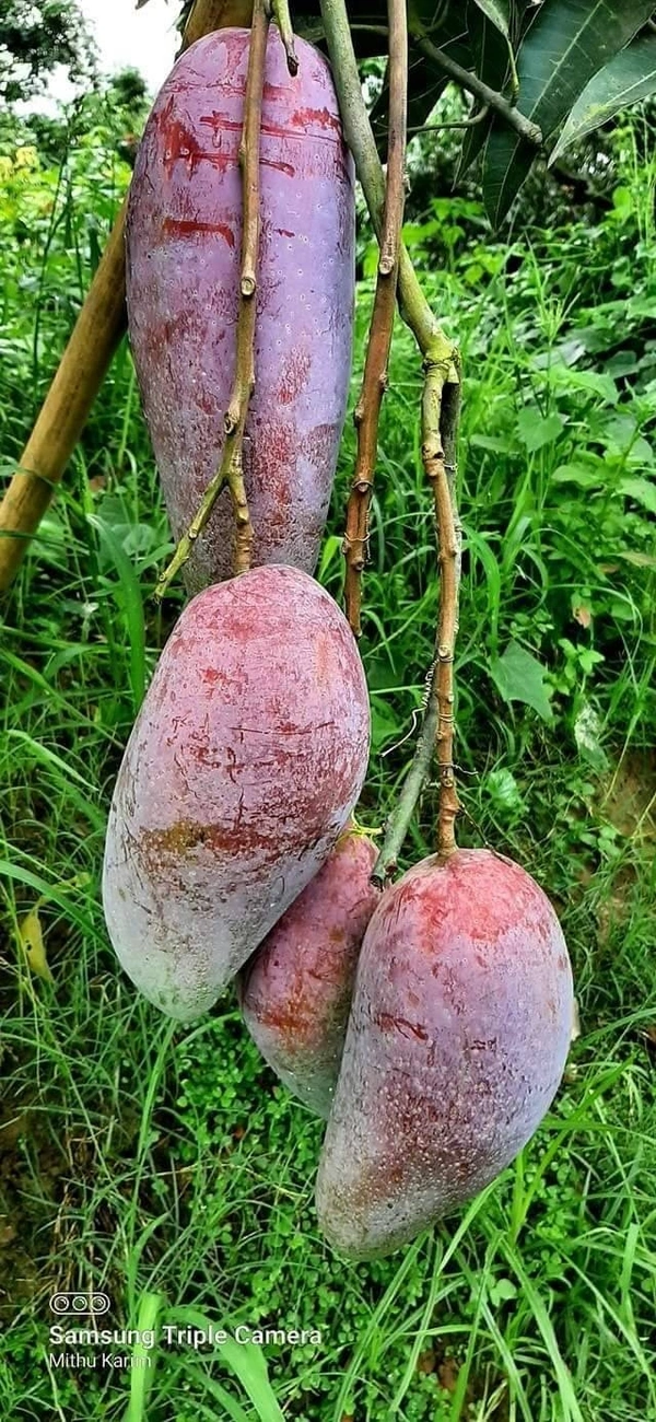 Red Ivory Mango 