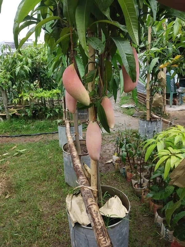Red Ivory Mango 
