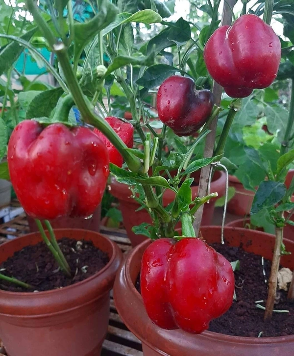 Capsicum  ( 5 Plants) 
