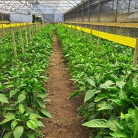 Capsicum  ( 5 Plants) 