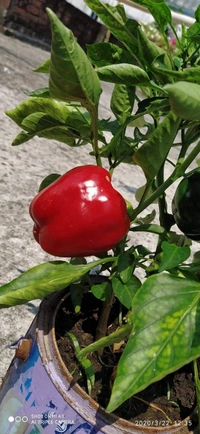 Capsicum  ( 5 Plants) 