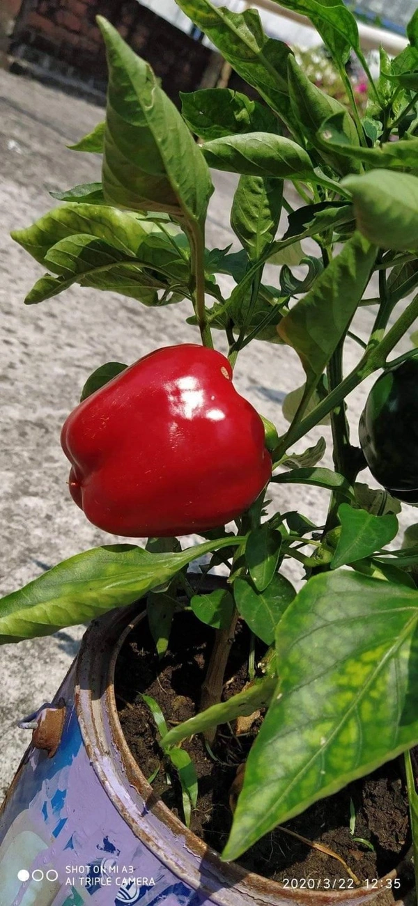 Capsicum  ( 5 Plants) 