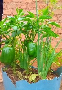 Capsicum  ( 5 Plants) 