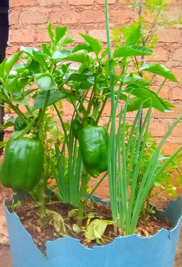 Capsicum  ( 5 Plants) 
