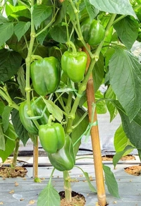 Capsicum  ( 5 Plants) 