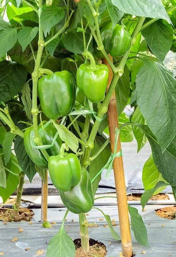 Capsicum  ( 5 Plants) 
