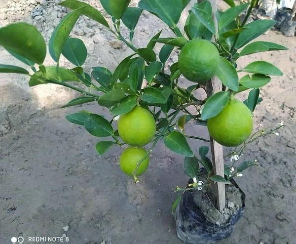 Kolkata Patti Lemon (All Season) 