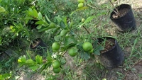 Kolkata Patti Lemon (All Season) 