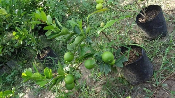 Kolkata Patti Lemon (All Season) 
