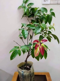 Cinnamon (Daruchini)